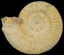 Perisphinctes Ammonite - Jurassic #68166-1